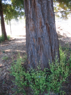 nice babies, redwood!