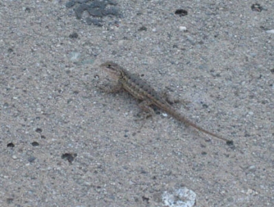 Little baby lizards Little baby lizards