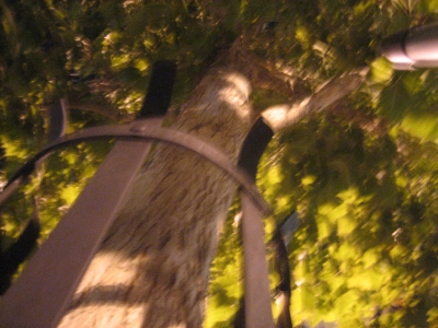SNEAKY TREE! (July 4) SNEAKY TREE! (July 4)