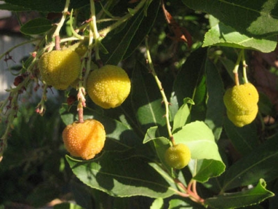 strange fruit strange fruit
