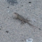 Little baby lizards