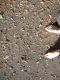 These were really loud when you stepped on them!