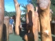 Research led me to Big Stone Mini Golf. 