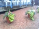 The first clue was here, between these flowerpots.