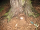 In situ
