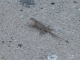 Little baby lizards