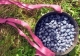 blueberries.jpg