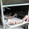 conveyor belt