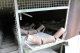 conveyor belt
