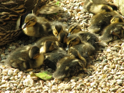 My babies: the reason I keep fighting.