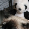 Cat Riding Panda Pants