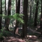 Forest Pandarama.
