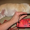 Checking the Pooch-o-voltaic's Output