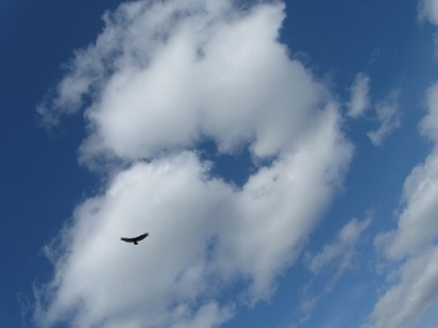 Soaring fire that sways and sings,