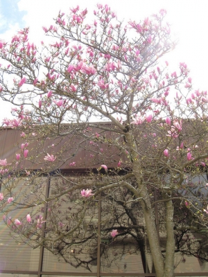 Life has loveliness to sell,