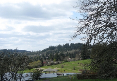 Scent of pine trees in the rain,