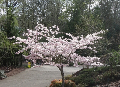 For one white singing hour of peace