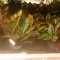 Potted Plant Distribution by Shelby C Potted Plant Distribution by Shelby C