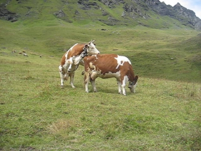 Ladies in the Berner Oberland