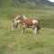Ladies in the Berner Oberland