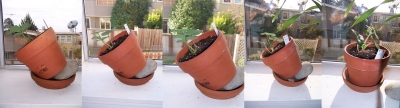 Strawberry Gravitropism Heliotropism.jpg Strawberry Gravitropism Heliotropism.jpg