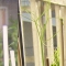 Pea Thigmotropism.jpg