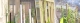Pea Thigmotropism.jpg