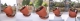 Strawberry Gravitropism Heliotropism.jpg