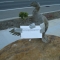 DSC01457.JPG