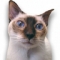 shinyfeline