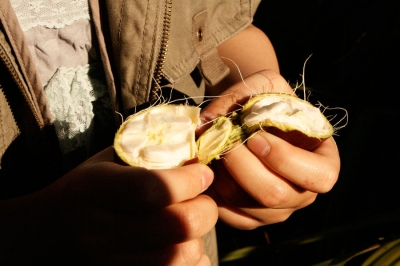 Open fruit
