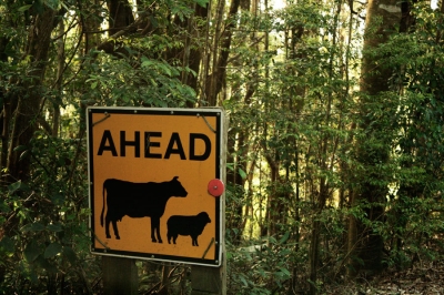Cows & Sheep Ahead Cows & Sheep Ahead