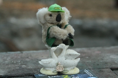 swans and koalas live together in harmony...