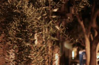 ao: pepper tree leaves ao: pepper tree leaves