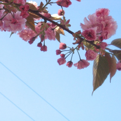 power flower