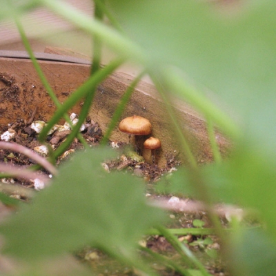 mushrooms!