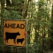Cows & Sheep Ahead