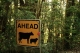 Cows & Sheep Ahead