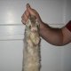 43_floss-sir-big.jpg