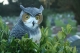 Owl.