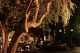 ao: pepper tree