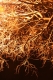 ao: nude branches