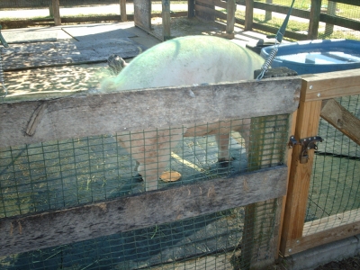 IMAG0946.JPG IMAG0946.JPG
