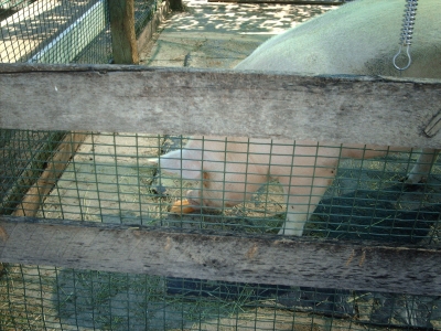 IMAG0960.JPG IMAG0960.JPG