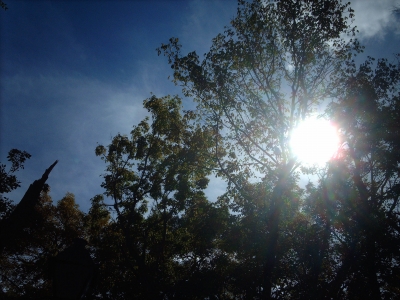 The sun