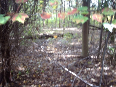 View from the trail