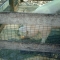 If you give a pig a pancake by Skitz Ø If you give a pig a pancake by Skitz Ø