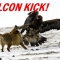 falcon-kick.jpg