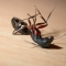 ant.jpg