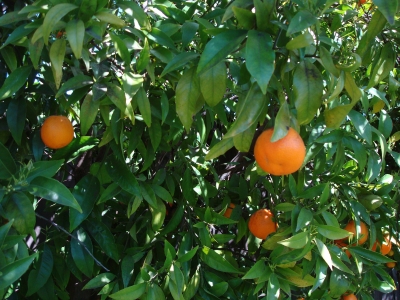 Tangerine Dream (Citrus reticulata)